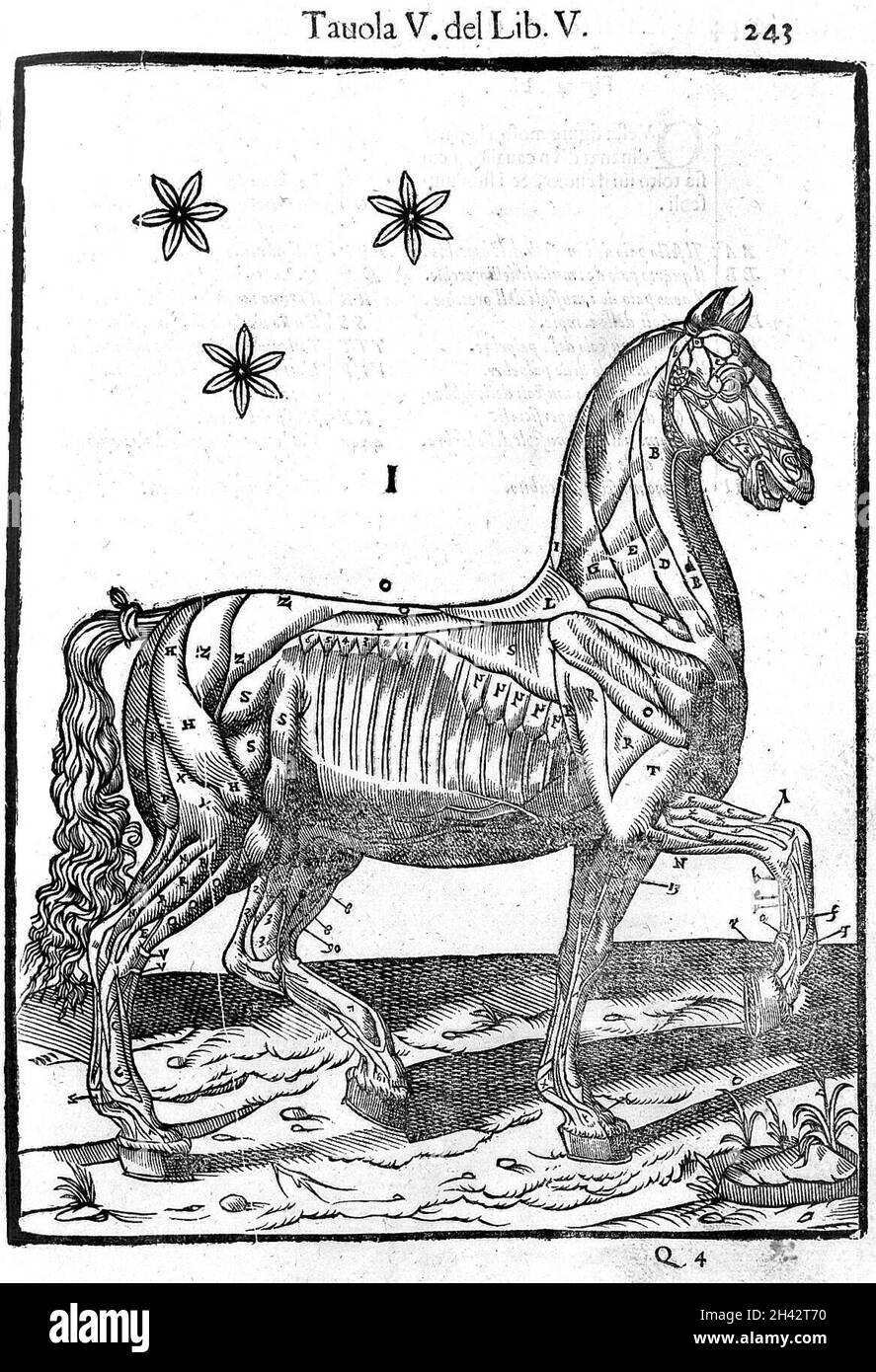 Muscoli di un cavallo - vista laterale, 1618 Foto Stock