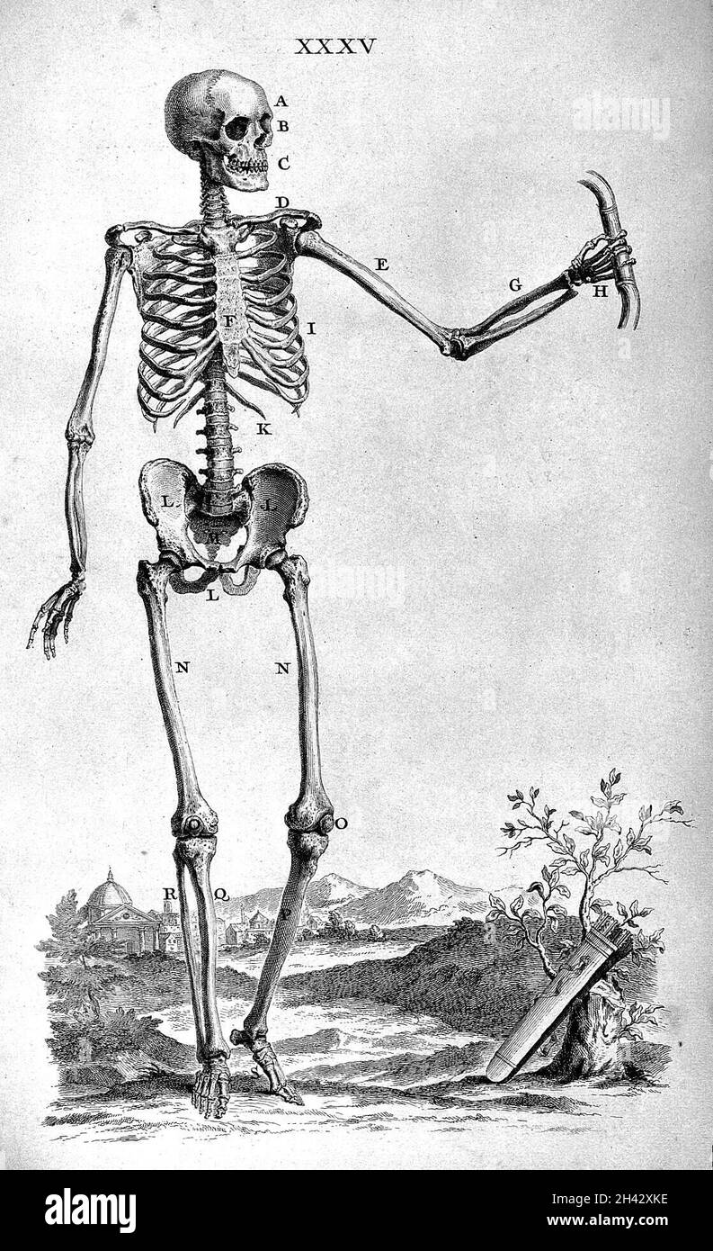W. Cheselden, Ostoegrafia, o l'anatomia delle ossa Foto Stock