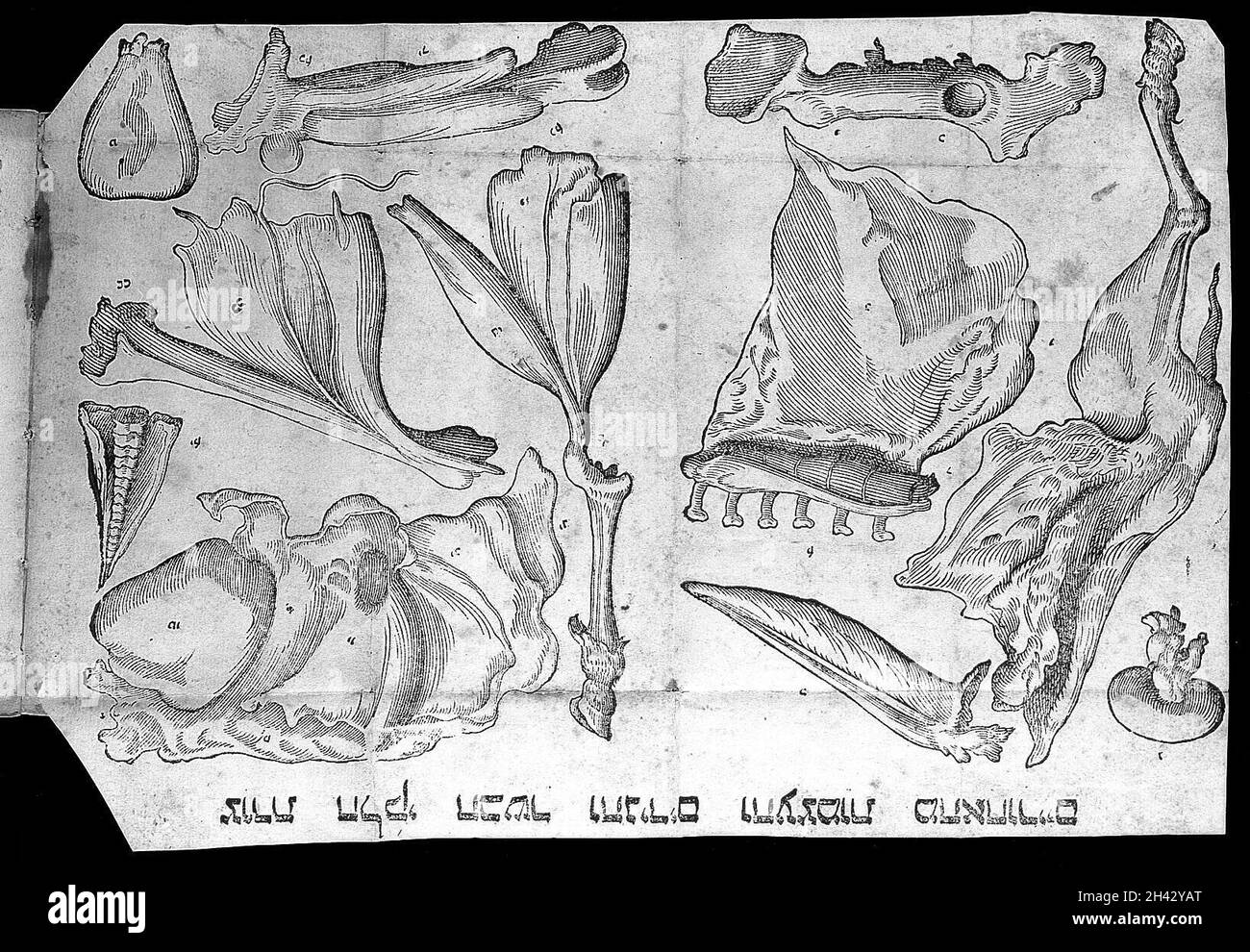 Jacob ben J. Soresina, Seder ha-Nikhar Foto Stock