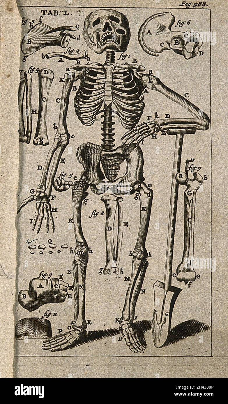 Uno scheletro umano, visto dalla parte anteriore e appoggiato su una vanga, circondato da illustrazioni di singole ossa. Incisione, 1686. Foto Stock