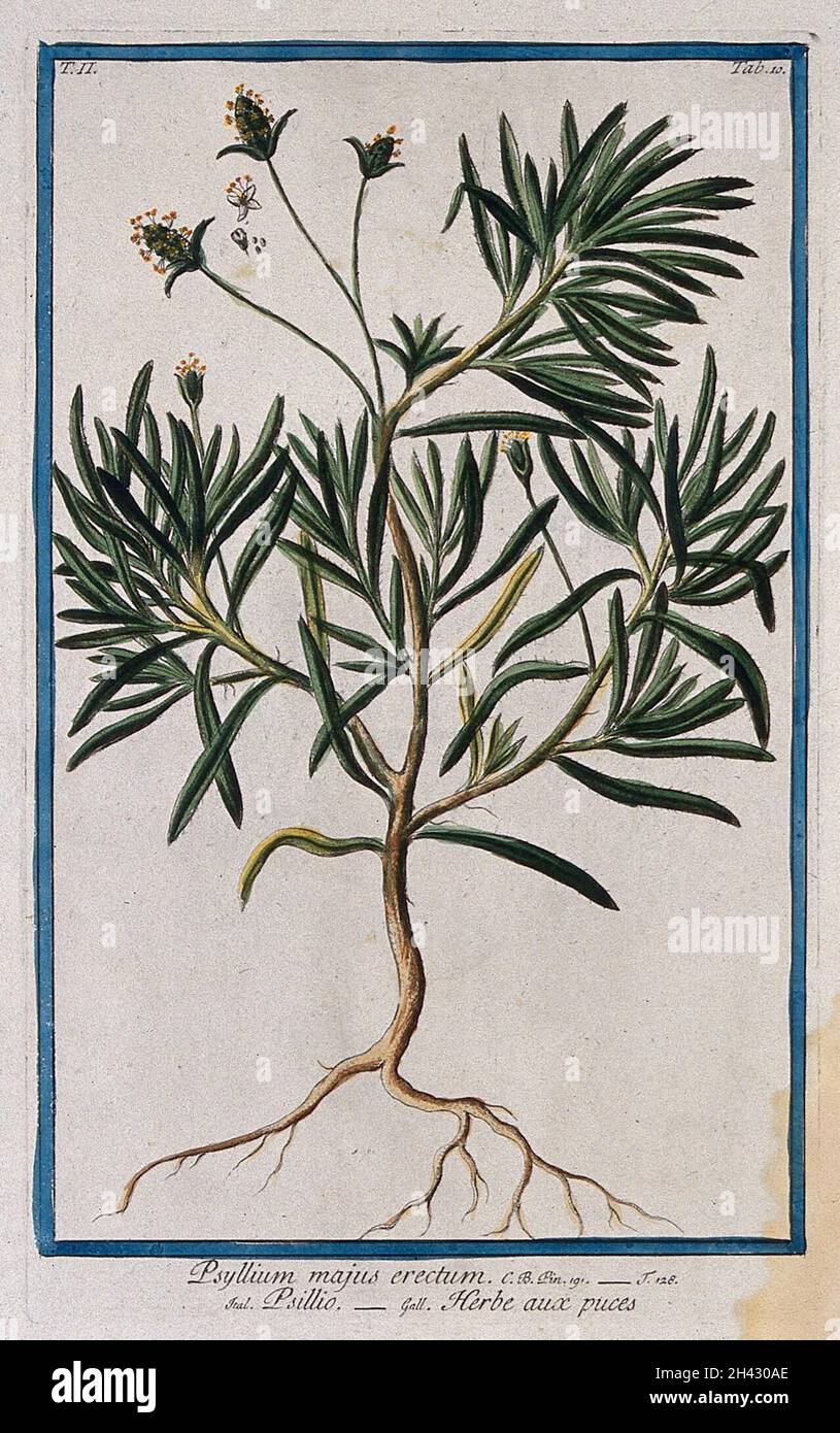 Psyllium (Plantago afra L.): Pianta intera con sezioni floreali separate. Incisione colorata di M. Bouchard, 1774. Foto Stock