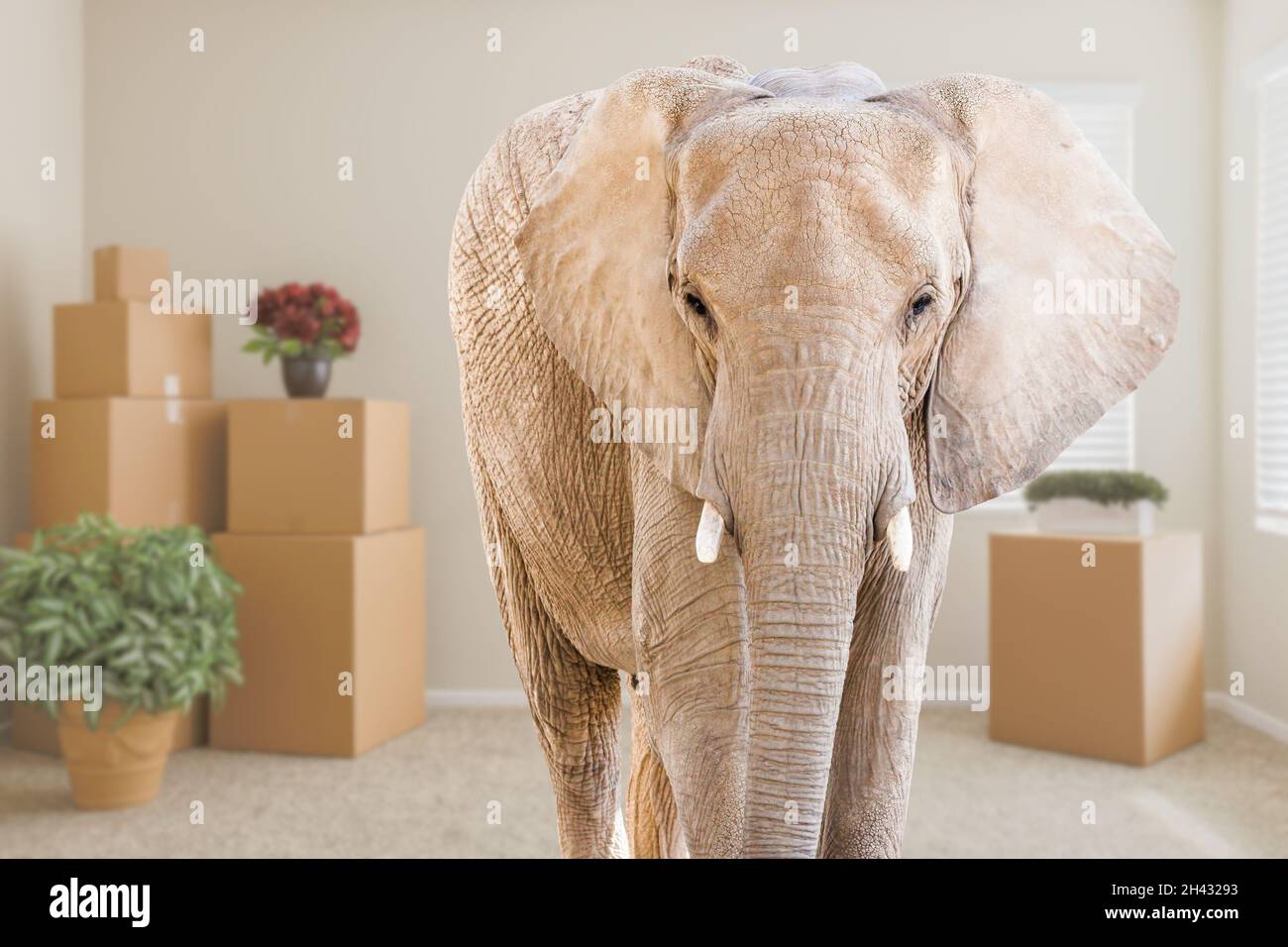 Elefante adulto in piedi in stanza vuota con scatole mobili Foto Stock