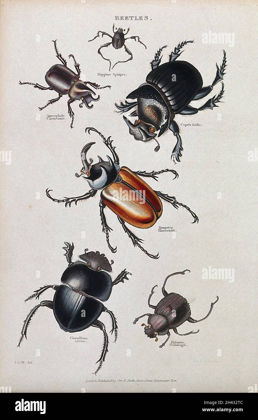 Sei coleotteri, compreso un coleotteri a forma di bavaglio. Incisione colorata di I. O. W. Foto Stock