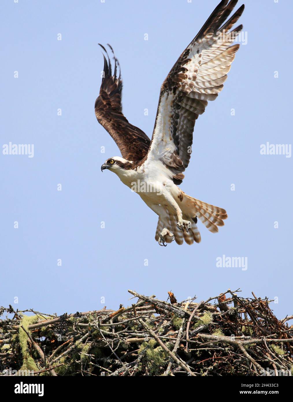 Osprey volare nel cielo Foto Stock