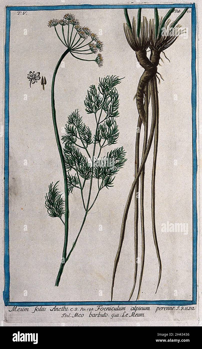 Baldmoney (meum athamanticum Jacq.): Stelo da fiore con rootstock separato, fiore e seme. Incisione colorata di M. Bouchard, 1778. Foto Stock