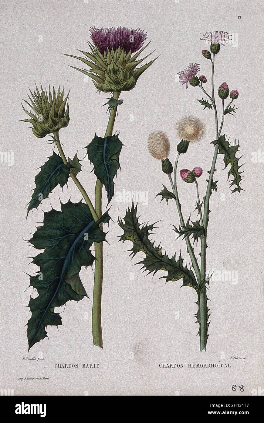 Due piante, santo cardo (Silybum marianum) e cardo canadese (Cirsium arvense): Steli da fioritura e fruttificazione. Incisione colorata di C. Pierre, c.. 1865, dopo P. Naudin. Foto Stock