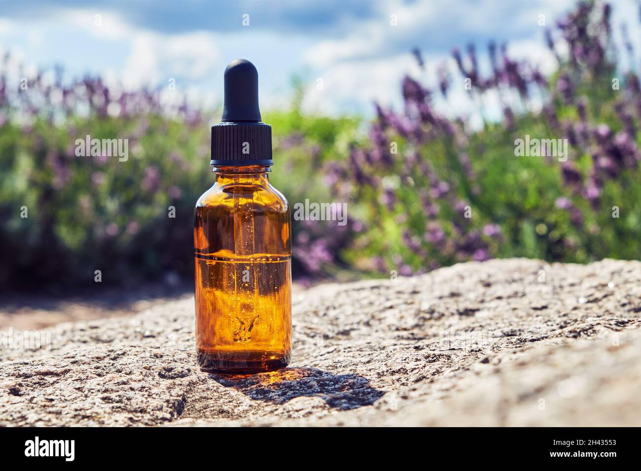 Bottiglie contagocce di olio essenziale di lavanda. Cespugli di lavanda in fiore sullo sfondo. Foto Stock