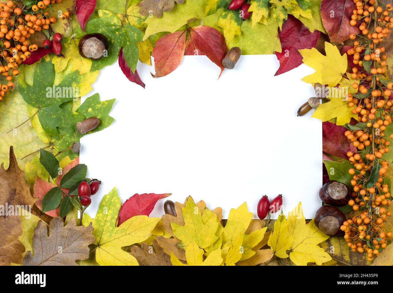 Composizione autunnale di foglie colorate con sfondo bianco. Disposizione piatta, vista dall'alto, spazio per la copia Foto Stock