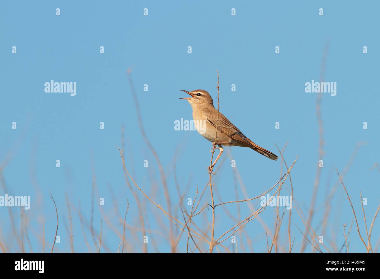 Un robin di scrub maschile cantato da Rufous (Cercotrichas galactotes) in primavera in Grecia. Conosciuto anche come Rufous Bush Robin, Bush chat e scrub robin Foto Stock