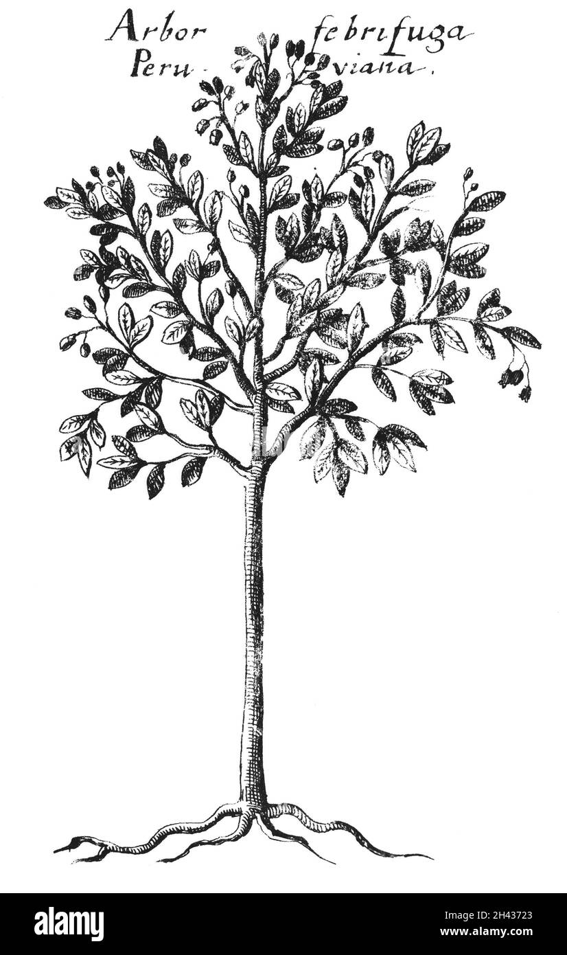Seconda illustrazione, pubblicata in Europa, di un albero di cinchona Foto Stock