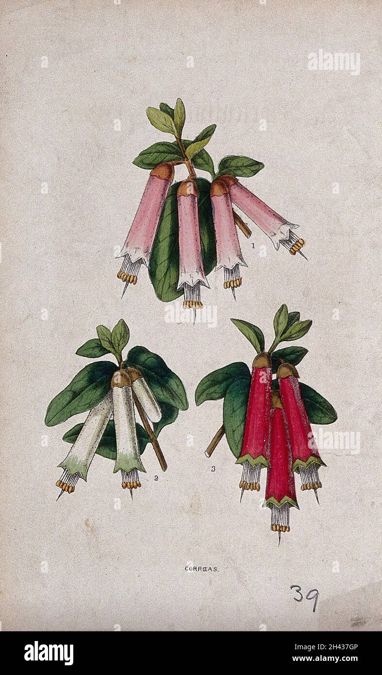 Tre ibridi della pianta australiana della fucsia (Correa): Steli da fiore. Litografia colorata, c. 1856. Foto Stock