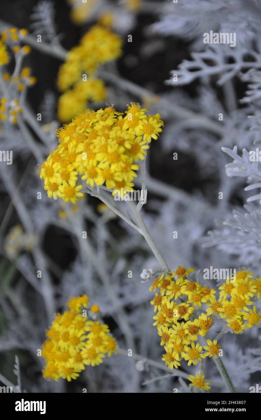 Fiori gialli di ragwort d'argento sul letto dei fiori. Jacobaea Maritima fiore Plant.Jacobea Marítima o argento ragwort fiore di erbe in fiore, primo piano. Foto Stock