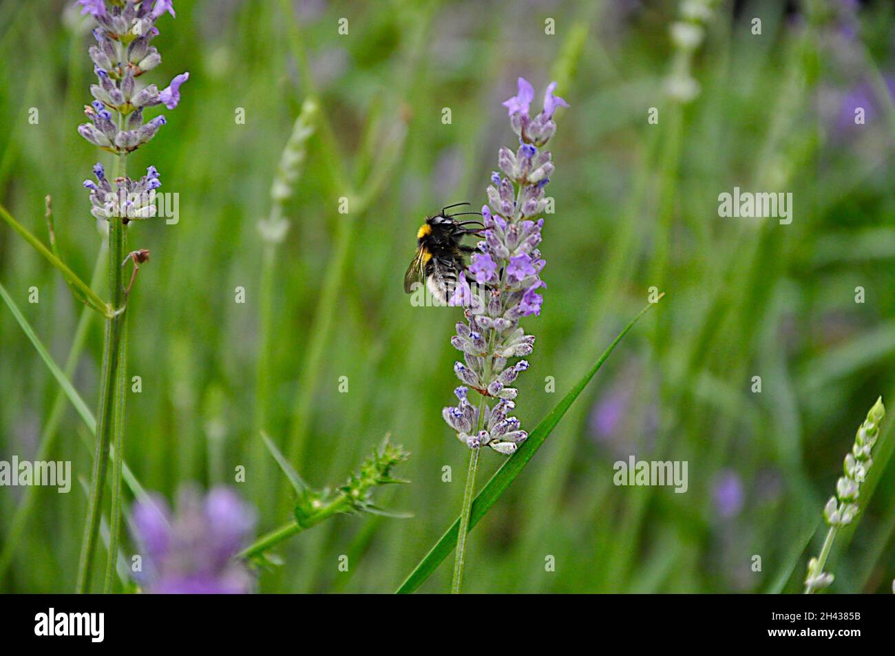 Lavanda comune con bumblebee durante il pollination.Common Bumblebee carder - Bombus pascuorum raccolta polline. Foto Stock