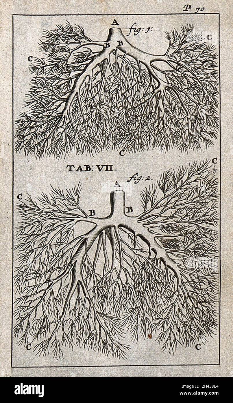 Le vene polmonari e le arterie. Incisione, 1686. Foto Stock