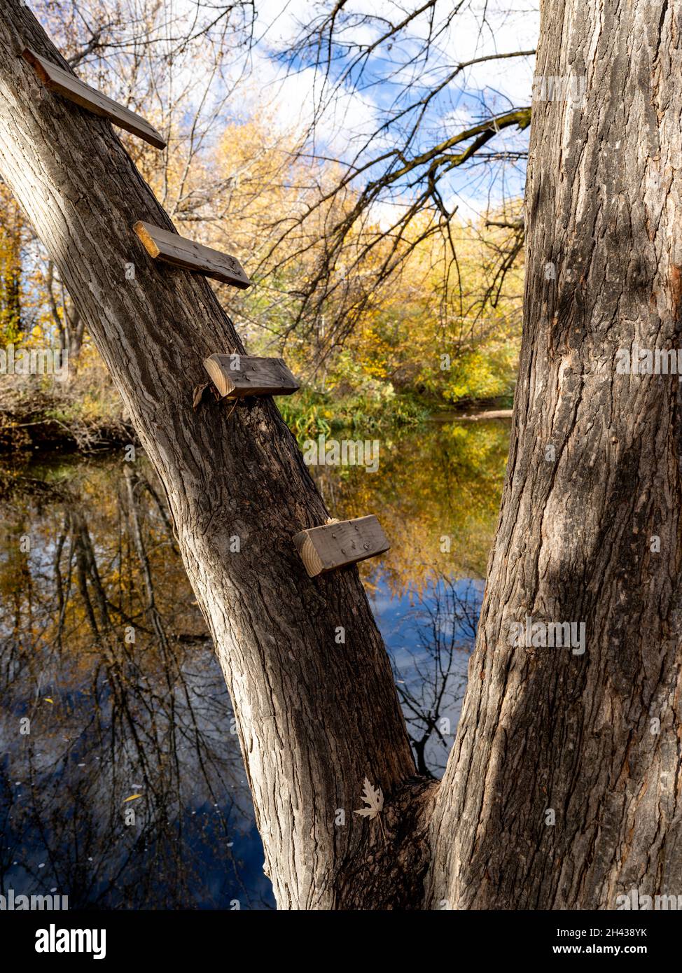 Passi di legno inchiodato in un albero lungo un fiume Foto Stock