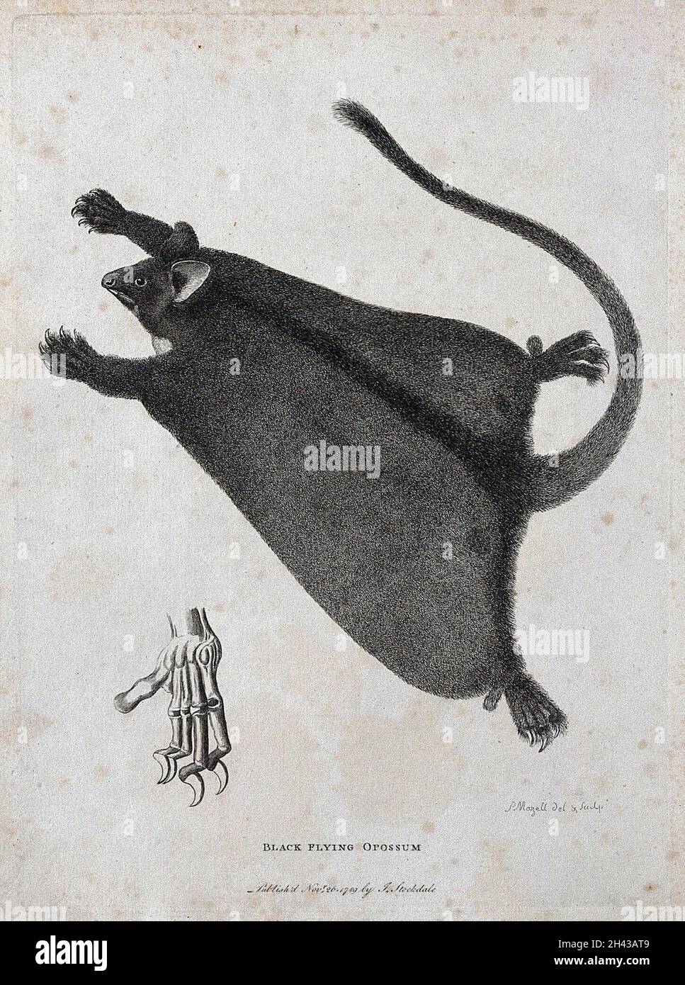 Un opossum volante nero e un dettaglio scheletrico del suo artiglio. Incisione di P. Mazell. Foto Stock