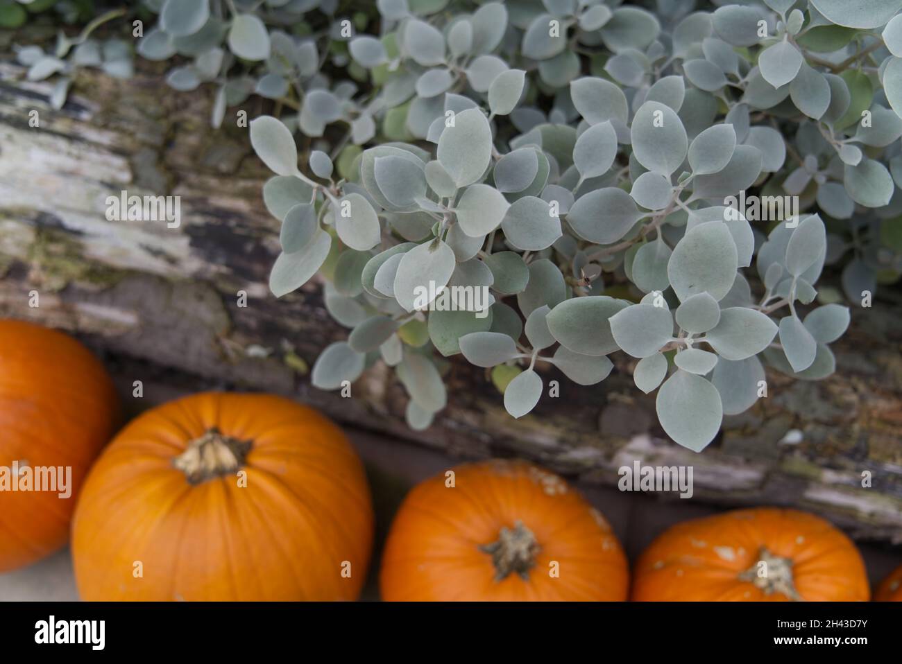 Una focalizzazione selettiva di una pianta di cucchiai di rame e zucche Foto Stock