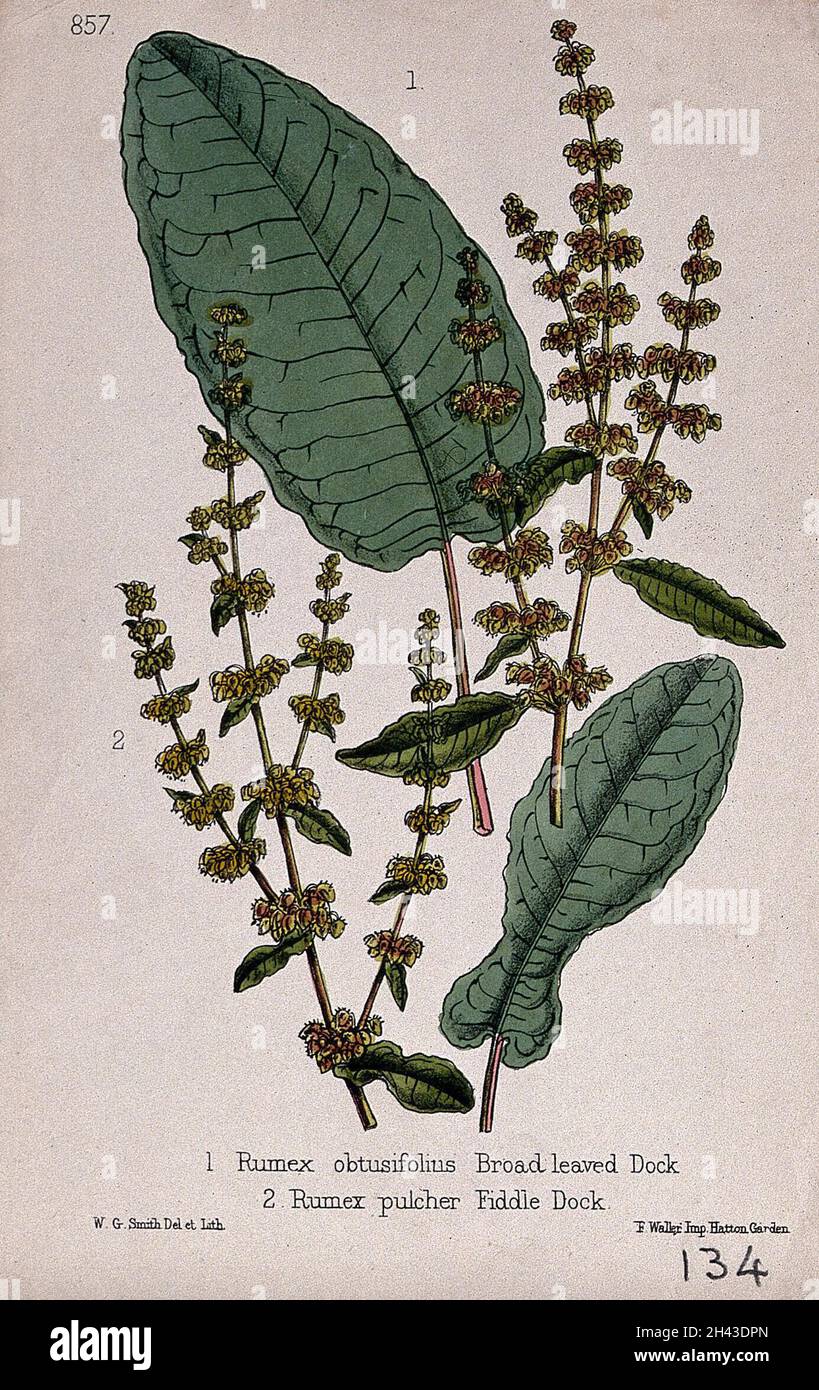 Due specie di bacino (specie Rumex): Steli da fiore con foglie. Litografia colorata di W. G. Smith, c. 1863, dopo se stesso. Foto Stock