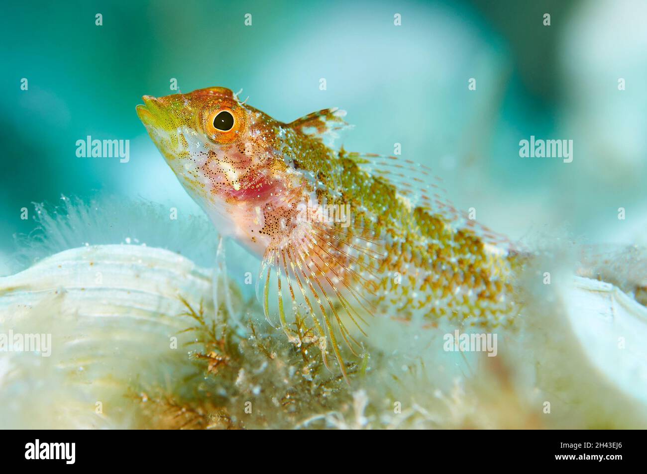 Ritratto di un blenny giallo (Tripterygion delaisi) nel Parco Naturale di Ses Salines (Formentera, Isole Baleari, Mar Mediterraneo, Spagna) Foto Stock