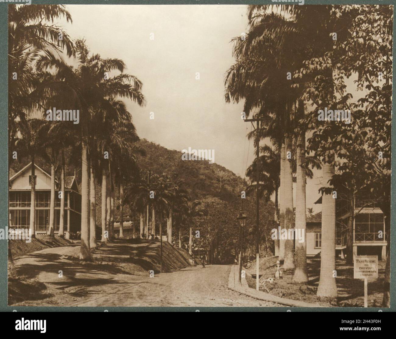Ancon, Panama: Case di legno con portici avvolgenti chiusi, entrambi i lati di una strada fiancheggiata da palme. Foto, ca. 1910. Foto Stock
