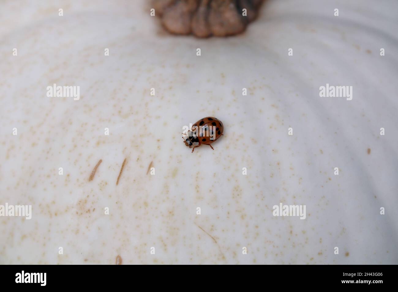 Un Closeup su un classico Ladybug rosso Foto Stock