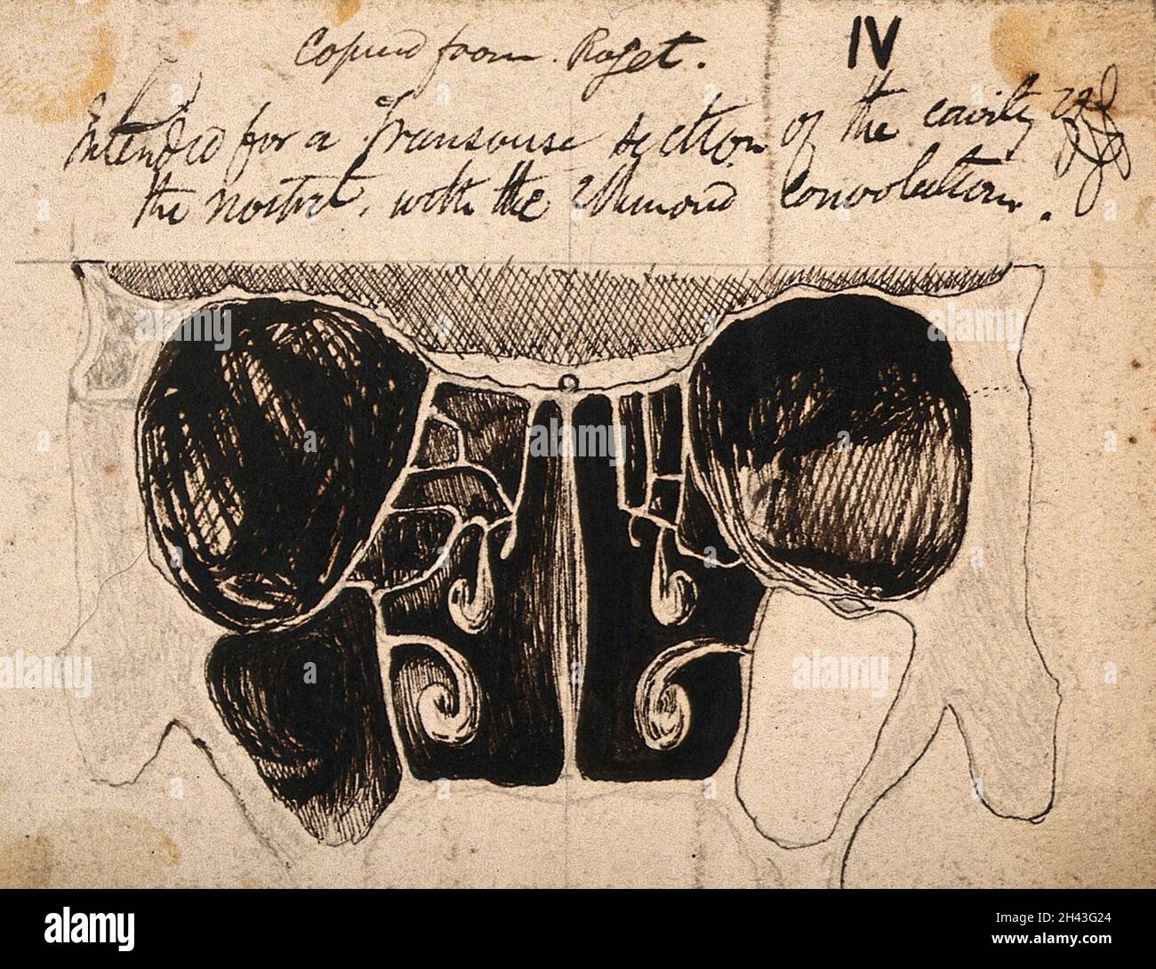 Dissezione del cranio e delle cavità nasali. Disegno a penna e a inchiostro, copiato da J.C. Whishaw, ca. 1852. Foto Stock