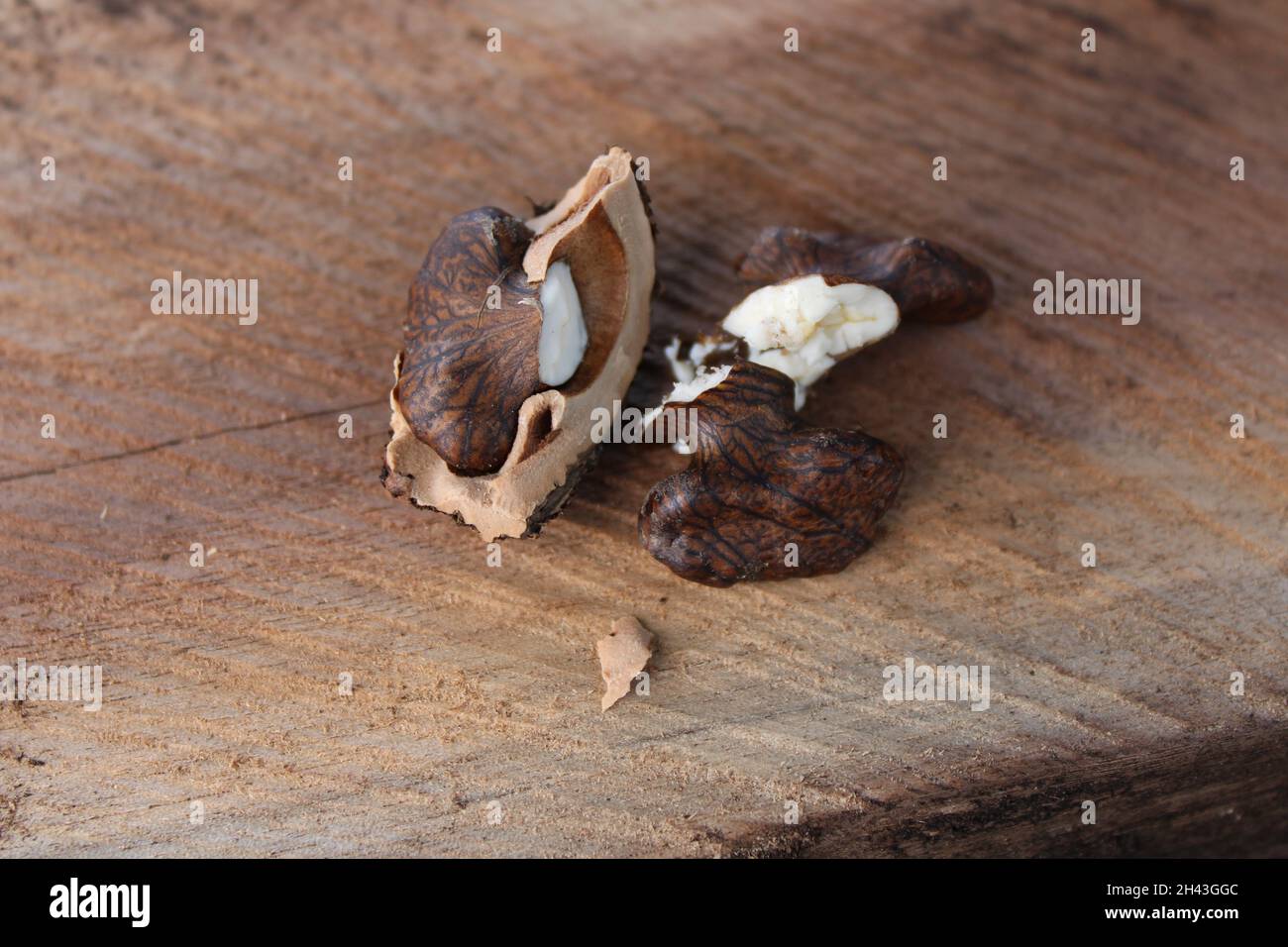 Un dettaglio di Closeup sulla carne di una Noce Nera Foto Stock