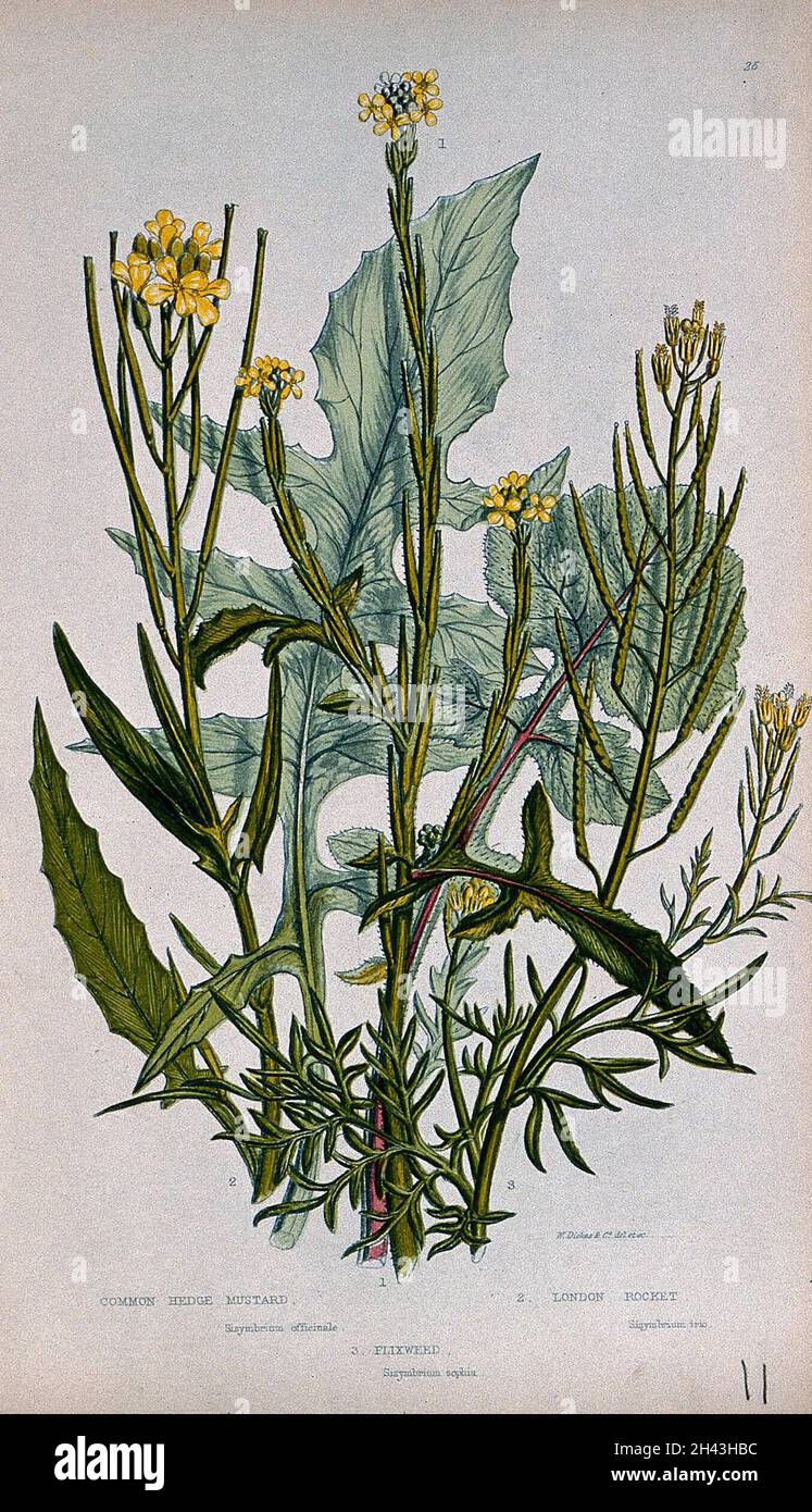 Tre piante da fiore, tra cui la senape di siepi (Sisymymbum officinale) e il razzo di Londra (Sisymbum irio). Chromolithograph di W. Dickes & co., c. 1855. Foto Stock