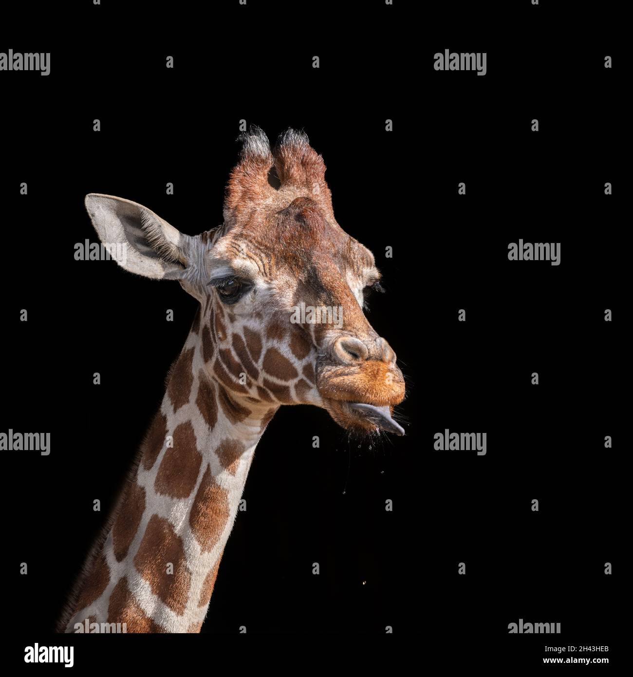 Giraffa leccando le labbra dopo aver bevuto Foto Stock