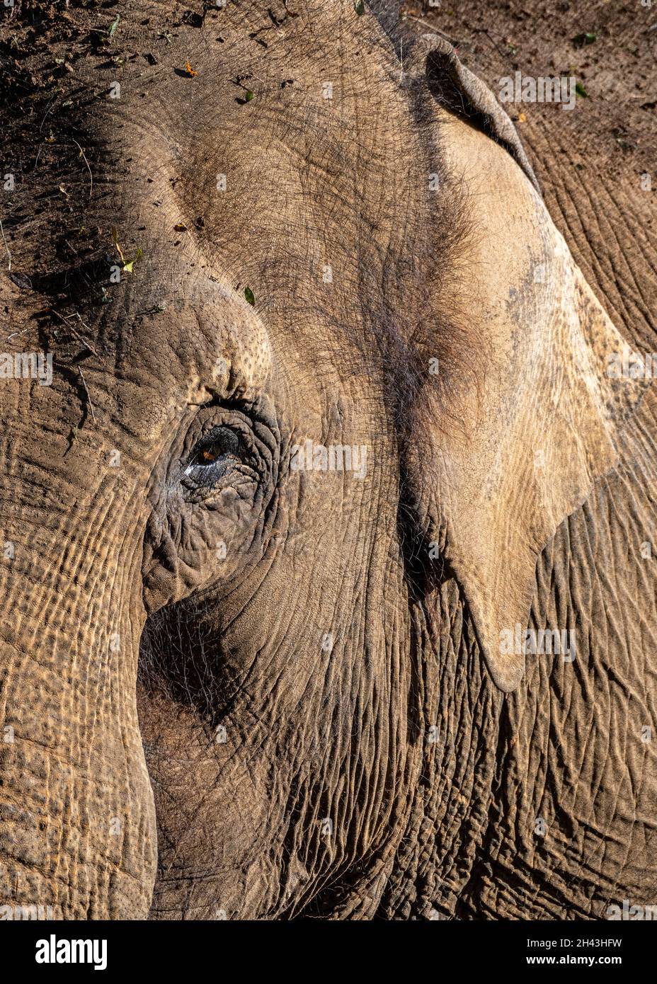 Occhio ed orecchio dell'elefante indiano Foto Stock