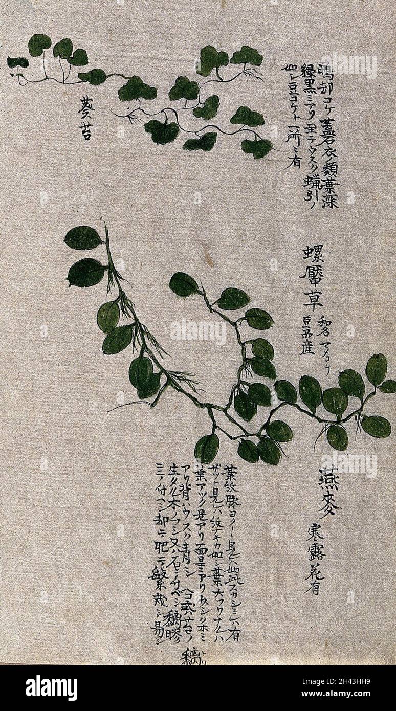 Due piante rampicanti: Steli frondosi. Acquerello. Foto Stock