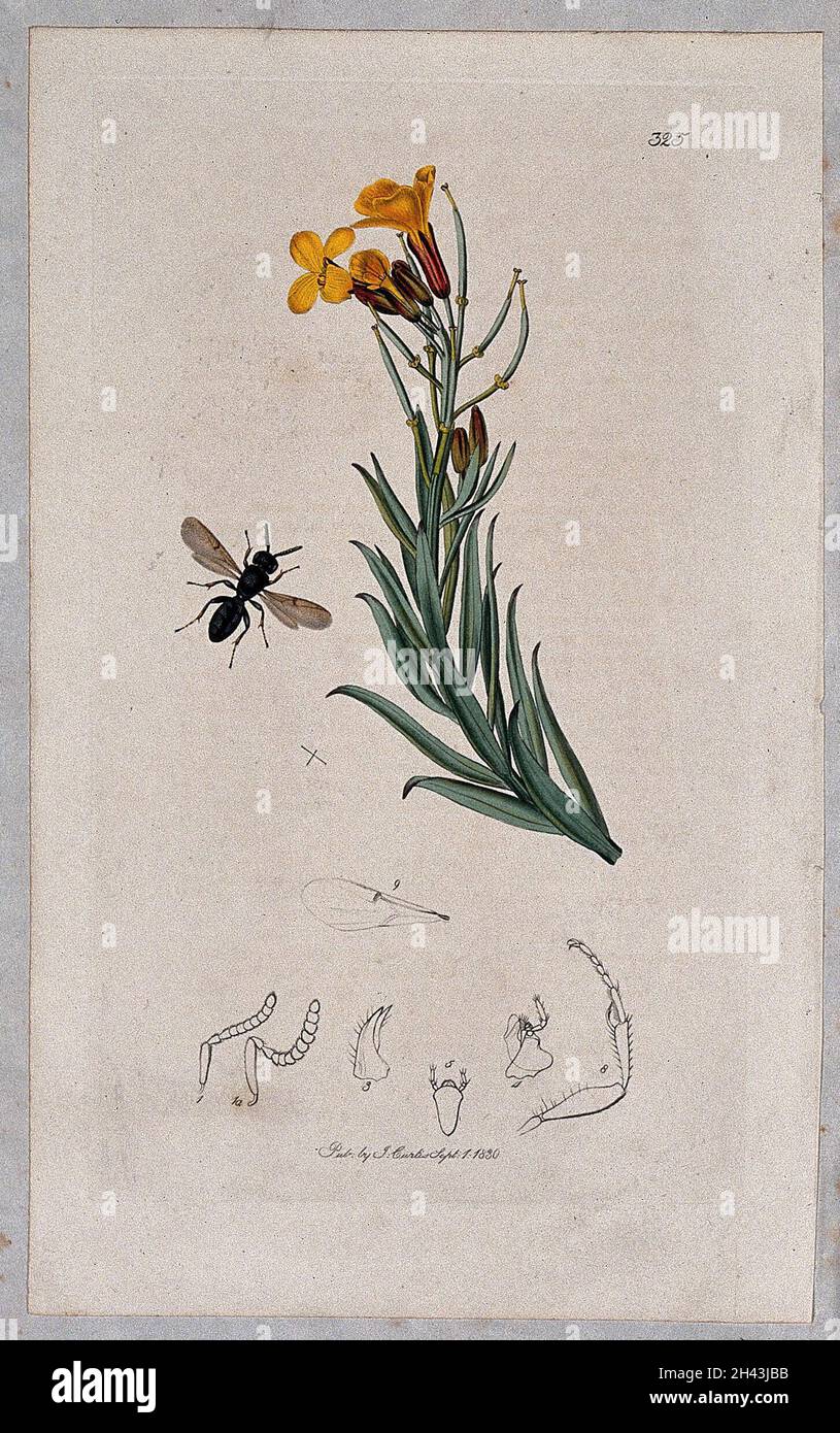 Un wallflower (Cheiranthus cheiri) con un insetto associato e i suoi segmenti anatomici. Acquaforte colorata, c.. 1830. Foto Stock