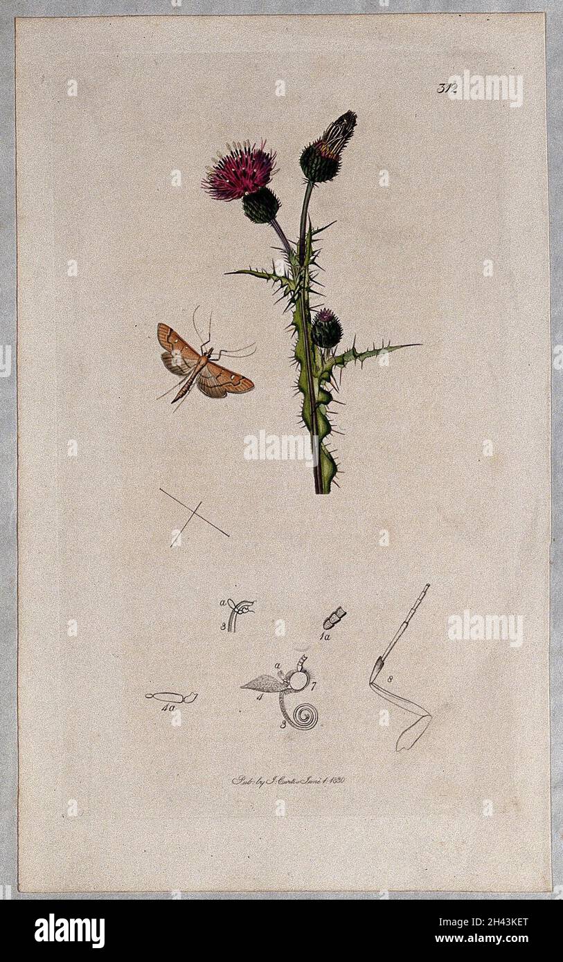 Un thistle benedetto (Cnicus palustris) con un insetto associato e i suoi segmenti anatomici. Acquaforte colorata, c.. 1830. Foto Stock