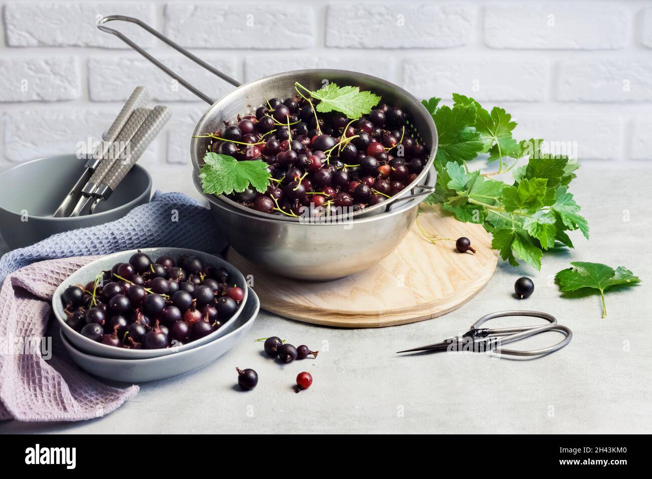 La jostaberry (Ribes x nidigrolaria) ibrido di un ribes nero e uva spina Foto Stock