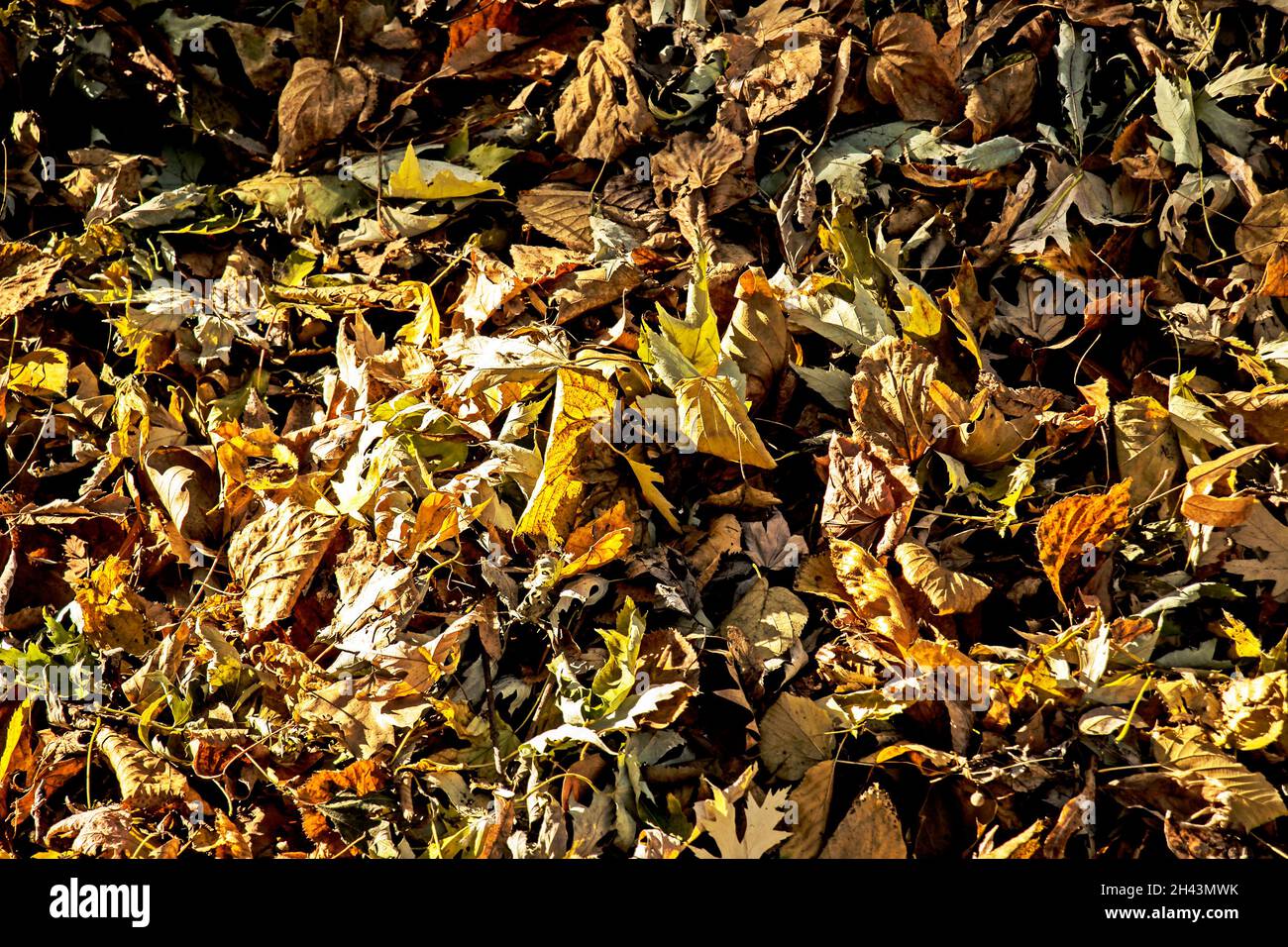 Foglie gialle cadute asciutte raccolte da un rastrello in un mucchio. Luce del sole all'inizio dell'autunno. Luce e ombra Foto Stock