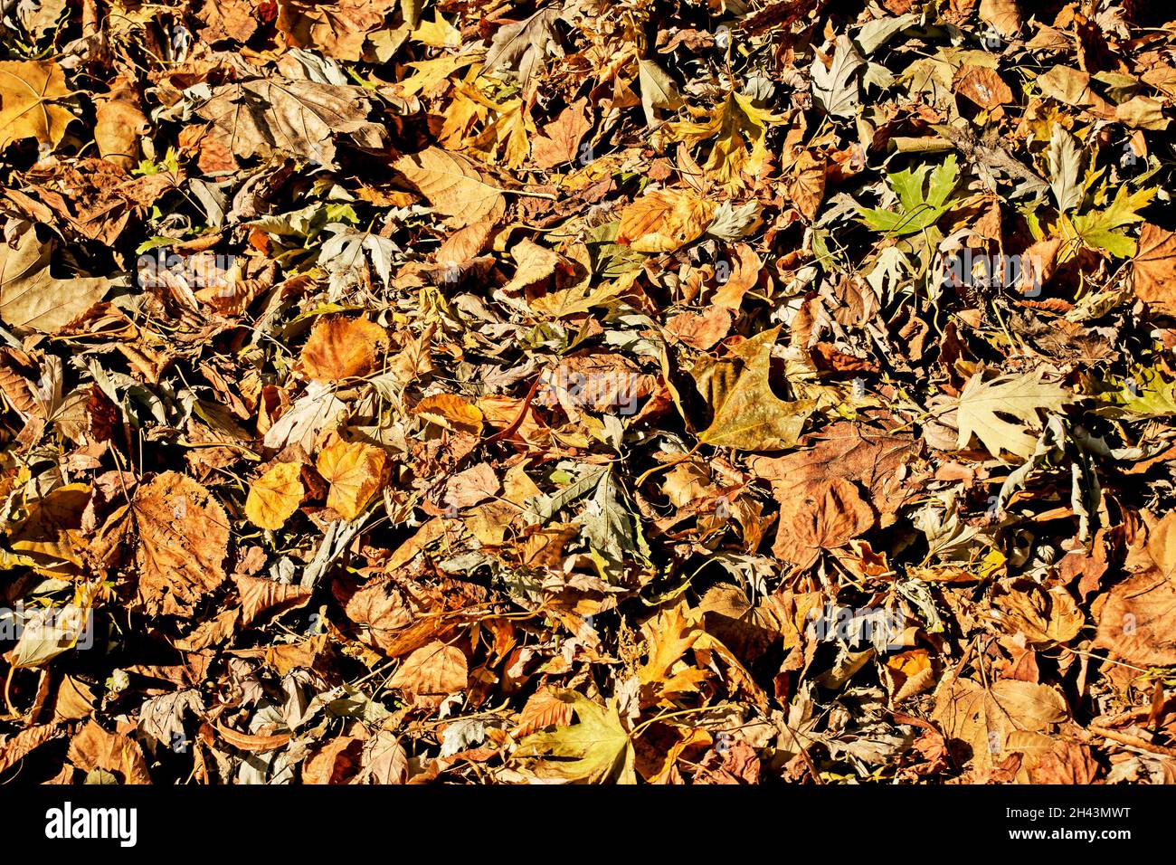 Foglie gialle cadute asciutte raccolte da un rastrello in un mucchio. Luce del sole all'inizio dell'autunno. Luce e ombra Foto Stock