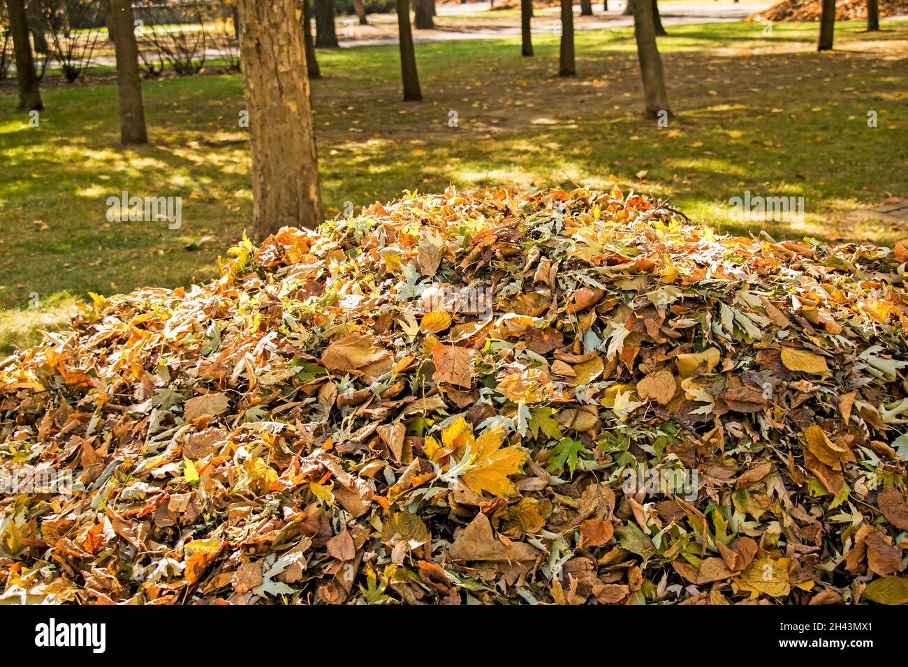 Autunno caduto foglie secche raccolte in cumuli. Il fogliame è preparato per lo smaltimento. Foto Stock