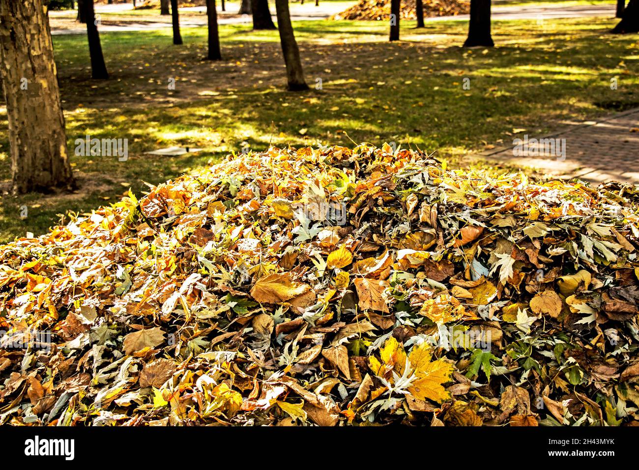 Autunno caduto foglie secche raccolte in cumuli. Il fogliame è preparato per lo smaltimento. Foto Stock