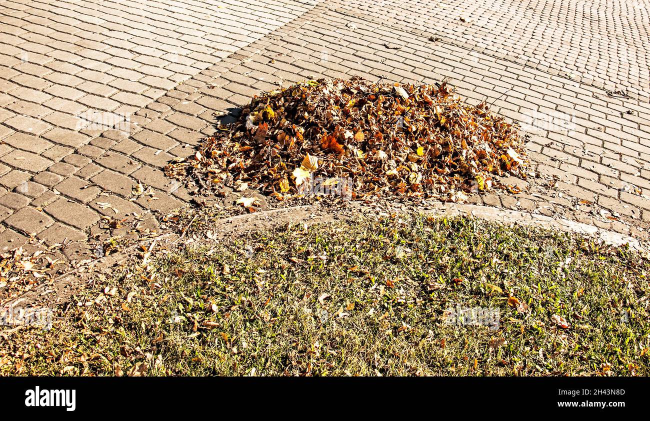 Autunno caduto foglie secche raccolte in cumuli. Il fogliame è preparato per lo smaltimento. Foto Stock