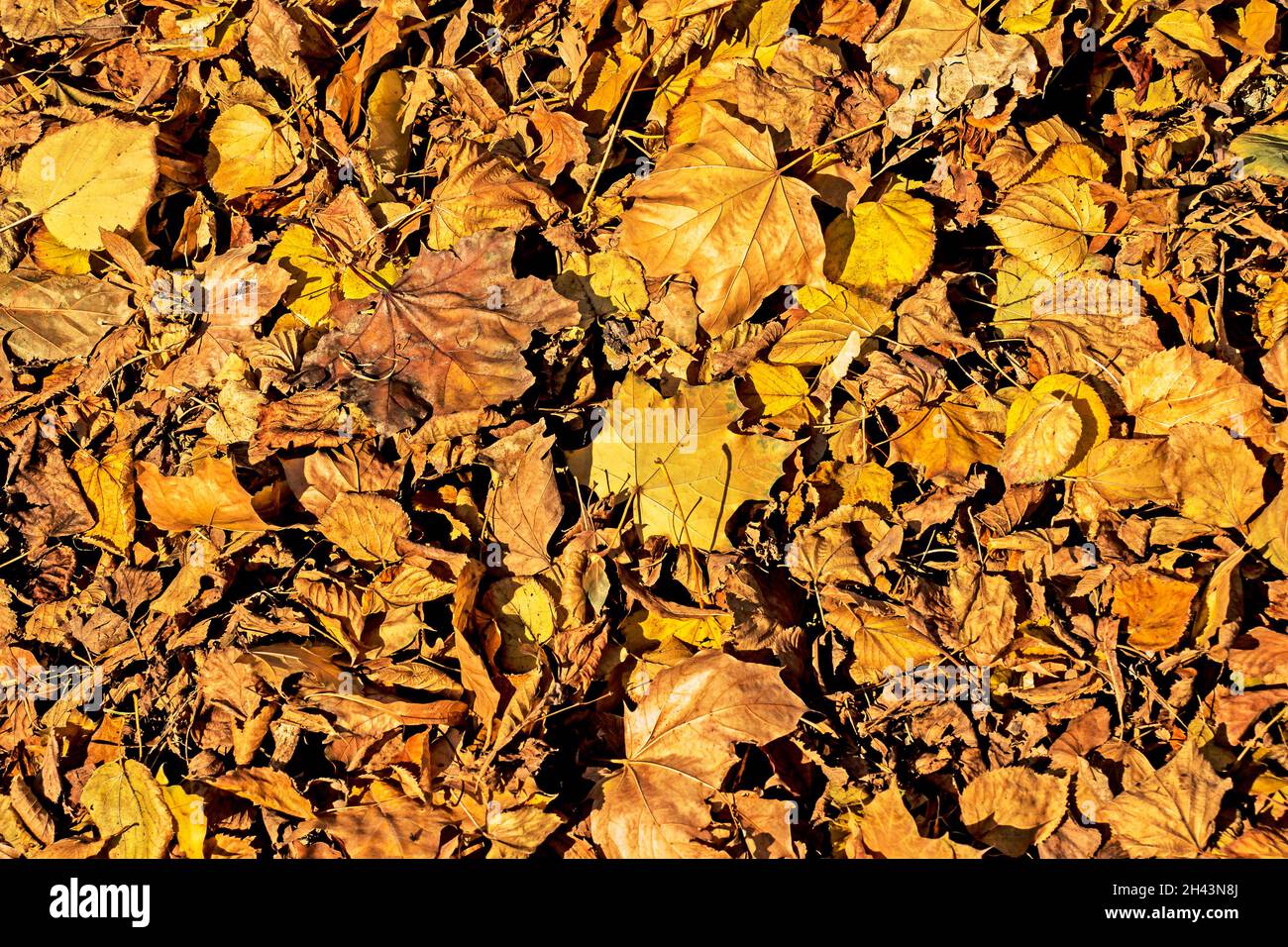 Foglie gialle cadute asciutte raccolte da un rastrello in un mucchio. Luce del sole all'inizio dell'autunno. Luce e ombra Foto Stock