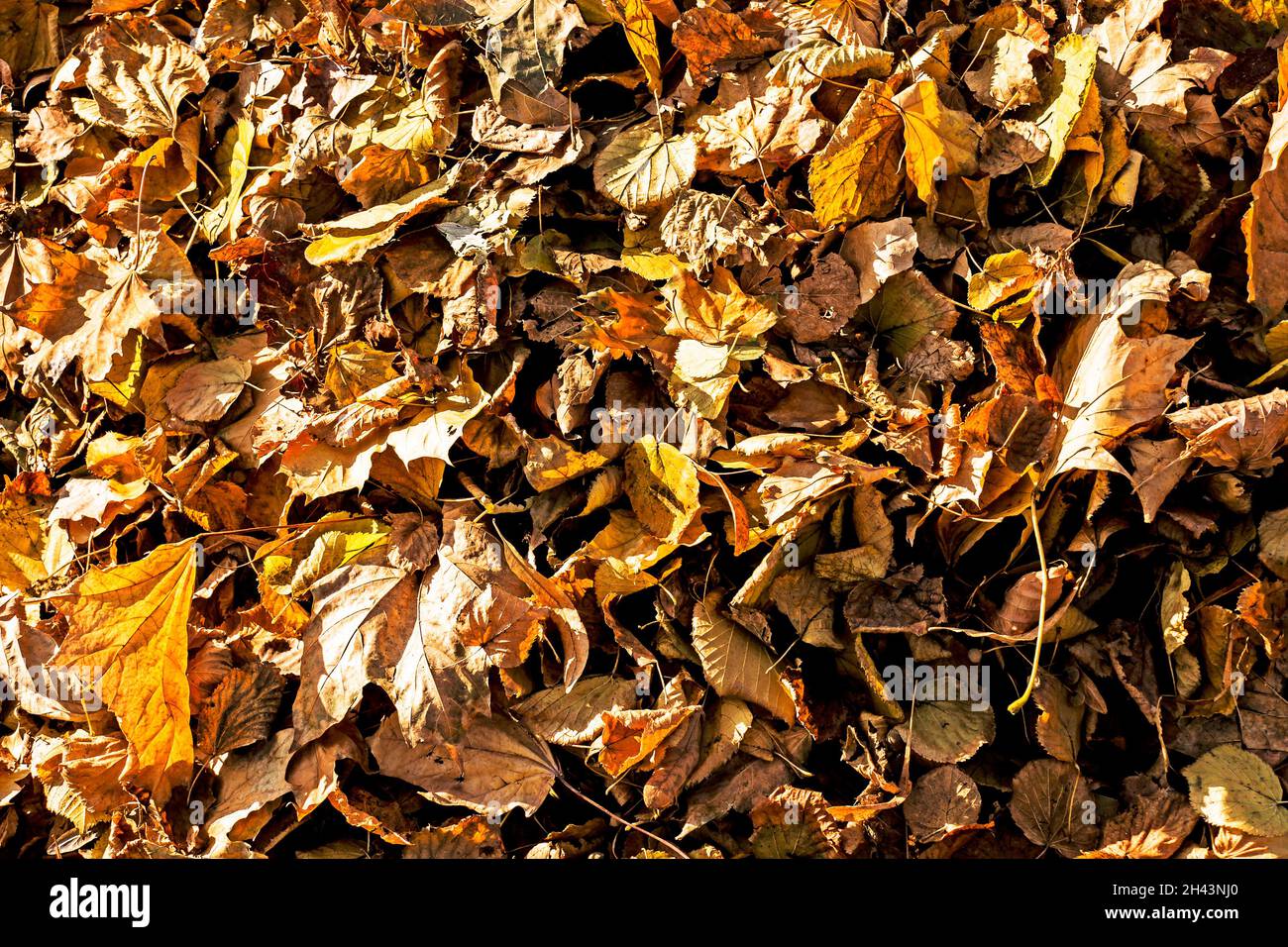 Foglie gialle cadute asciutte raccolte da un rastrello in un mucchio. Luce del sole all'inizio dell'autunno. Luce e ombra Foto Stock