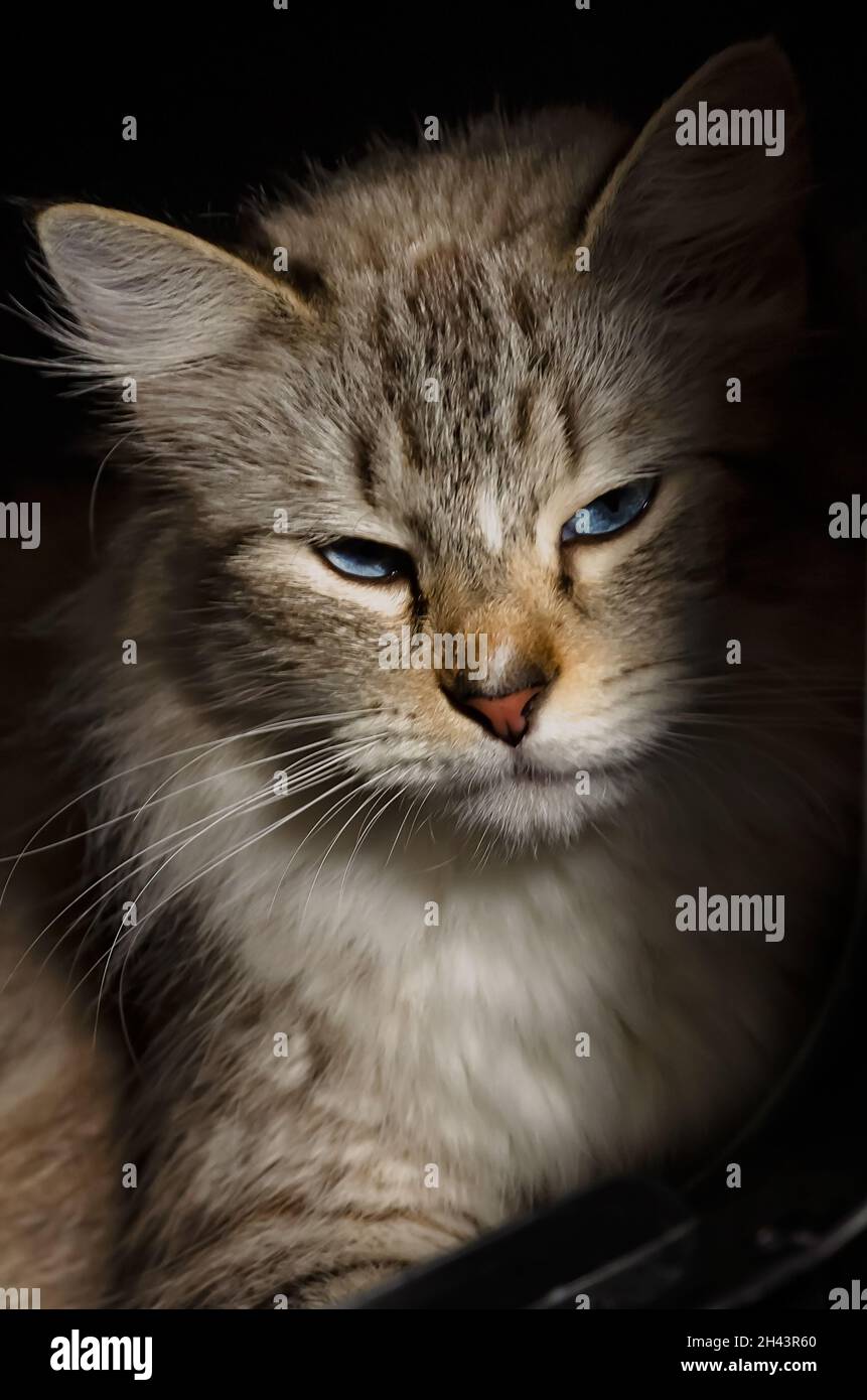 Un gatto Ragdoll di due anni si rilassa nel suo letto, 3 giugno 2021, a Coden, Alabama. I gatti di Ragdoll hanno avuto origine in California negli anni '60. Foto Stock