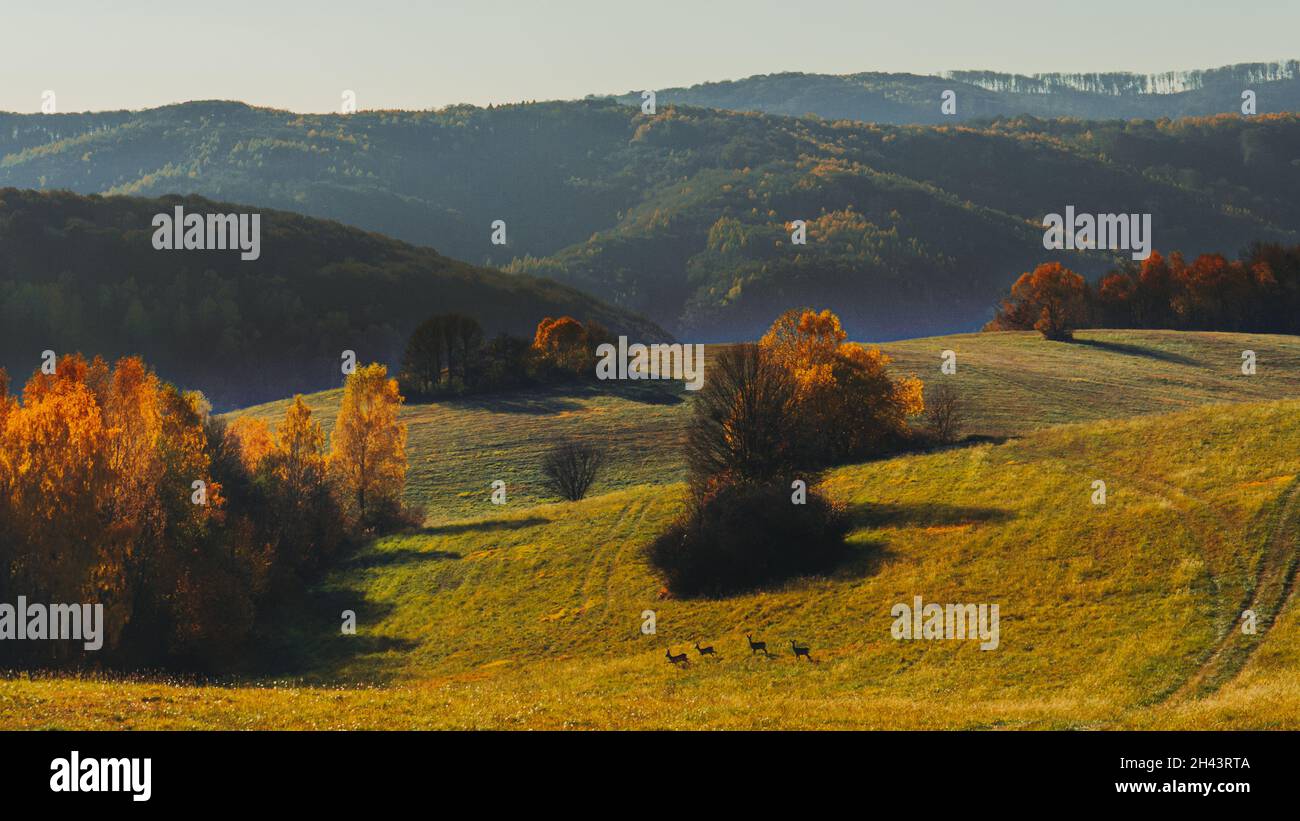 Paesaggio e vista ravvicinata di campagna in autunno. Foto Stock