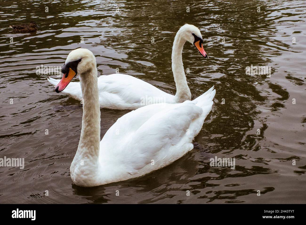 Un paio di cigni muti che galleggiano in un fiume. Foto Stock