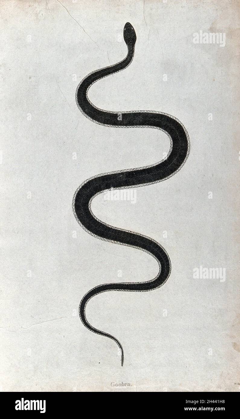 Un serpente indiano: Goebra. Incisione di W. Skelton, ca. 1796. Foto Stock