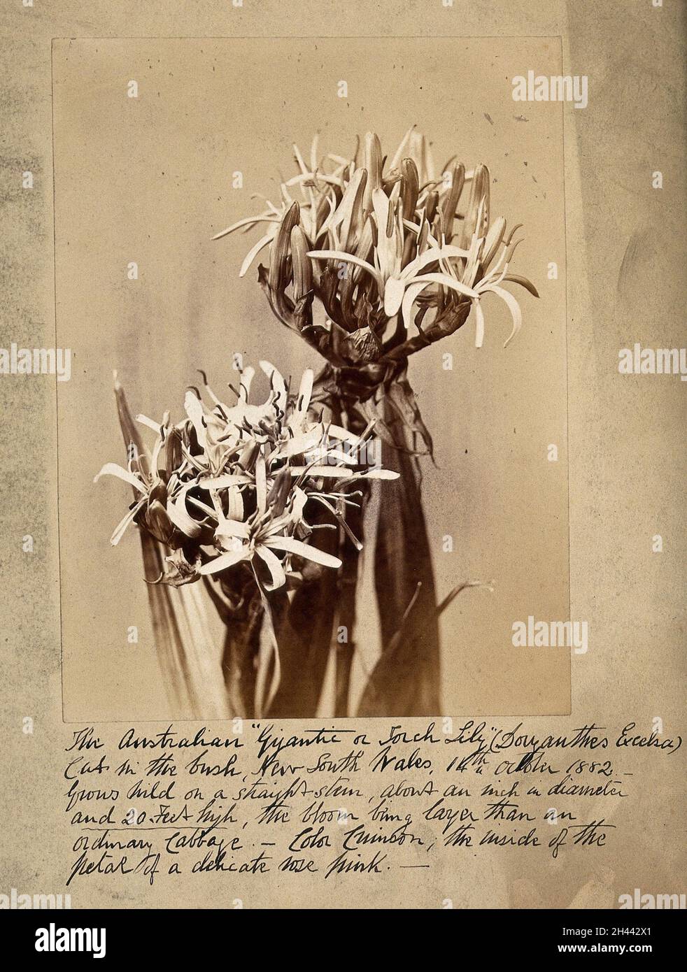 Un giglio australiano (Doryanthes excelsa) raccolto nel nuovo Galles del Sud. Fotografia, 1882. Foto Stock