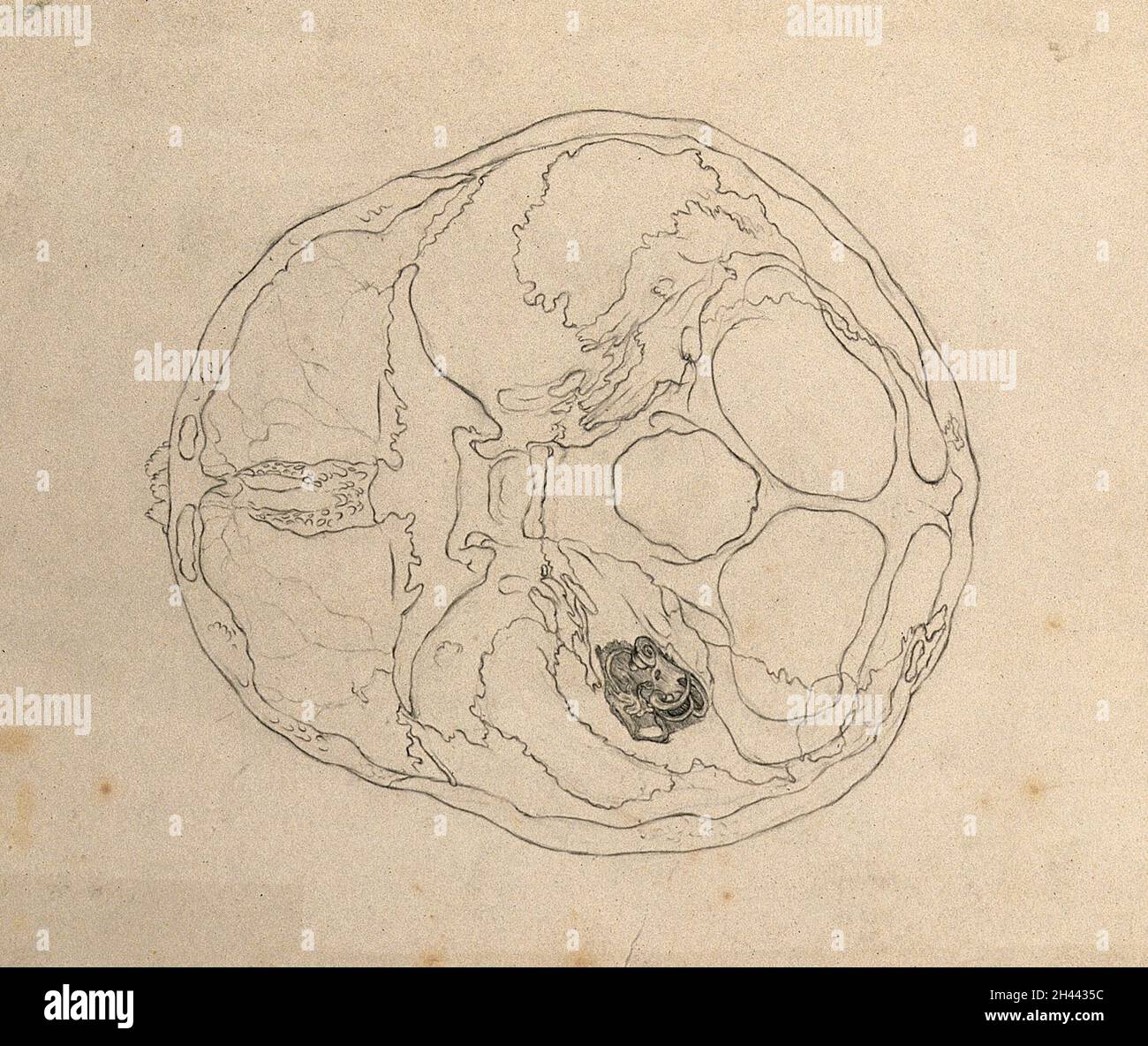 Sezione trasversale di un cranio con particolare dell'orecchio interno. Disegno a matita, dopo un lavoro non identificato sull'anatomia, ca. 1830(?). Foto Stock