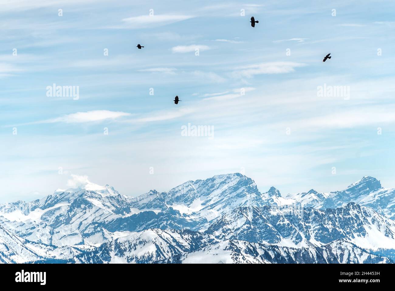 Uccelli neri su montagne innevate per sci e snowboard Foto Stock