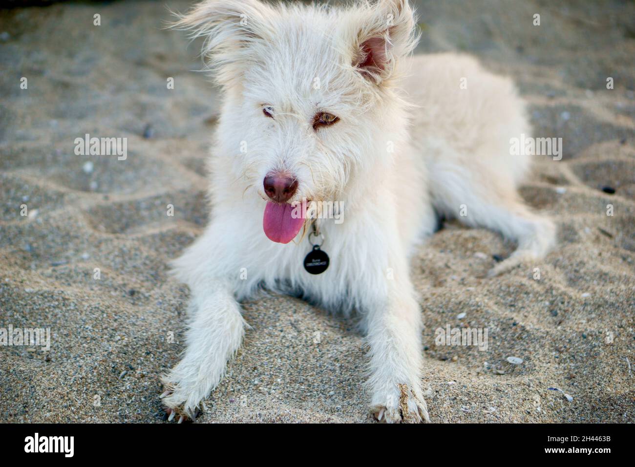 Cani sulla spiaggia Foto Stock