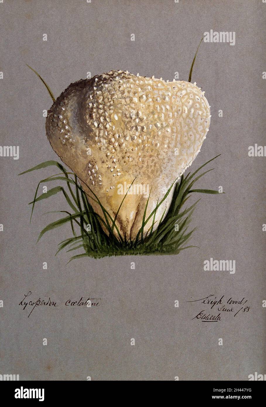 Una palla di puff (Lycooperdon specie). Acquerello di E. Wheeler, 1888. Foto Stock